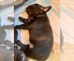 Small Photo #3 French Bulldog Puppy For Sale in GOSHEN, NY, USA