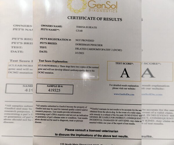 Medium Photo #9 Doberman Pinscher Puppy For Sale in KERNERSVILLE, NC, USA