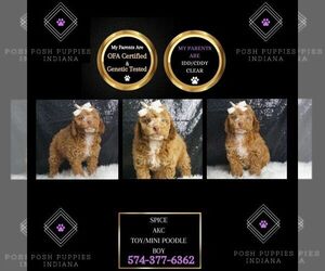 Poodle (Toy) Puppy for sale in WARSAW, IN, USA