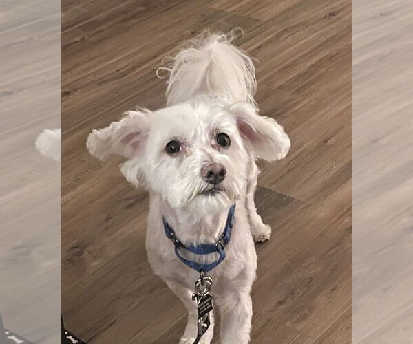 Medium Photo #7 Maltese-Unknown Mix Puppy For Sale in Mundelein, IL, USA