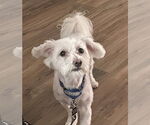 Small #6 Maltese Mix