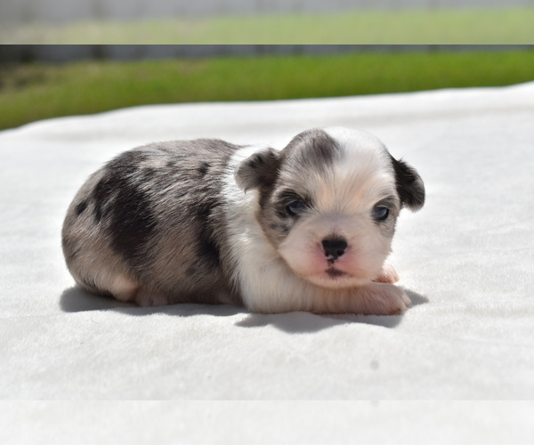 Medium Photo #1 Shih Aussie Puppy For Sale in PALM COAST, FL, USA