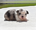 Small Shih Aussie