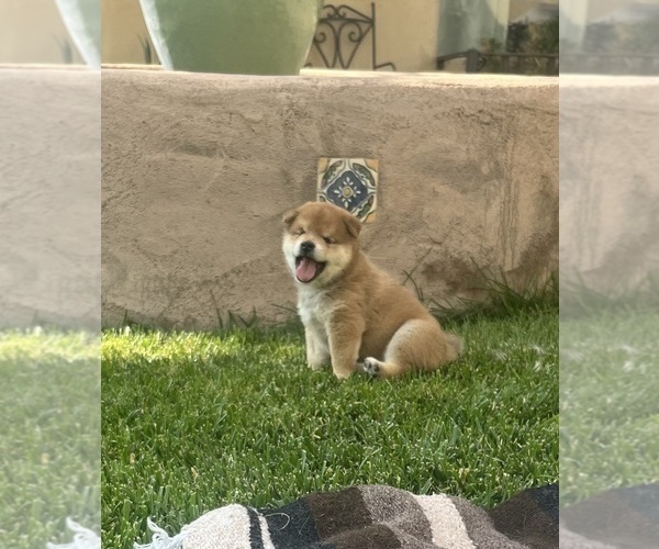 Medium Photo #3 Shiba Inu Puppy For Sale in YUCCA VALLEY, CA, USA