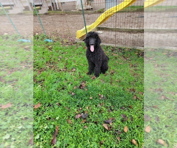 Medium Photo #6 Poodle (Standard) Puppy For Sale in BERLIN, MD, USA