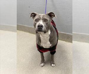 Mutt Dogs for adoption in Las Vegas, NV, USA