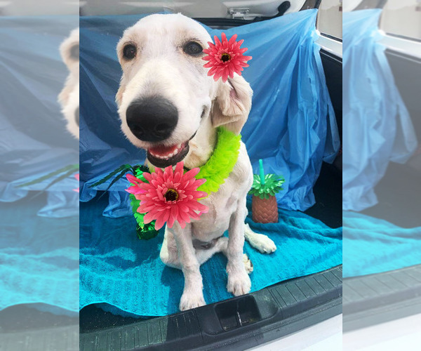 Medium Photo #4 Goldendoodle Puppy For Sale in PHOENIX, AZ, USA