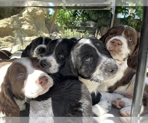 English Springer Spaniel Puppy for sale in DIABLO GRANDE, CA, USA