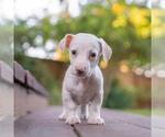 Small #1 Poodle (Miniature) Mix