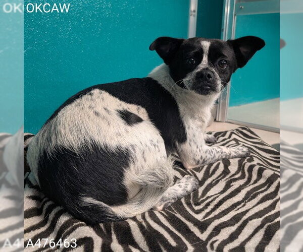 Medium Photo #1 Chihuahua-Unknown Mix Puppy For Sale in Oklahoma City, OK, USA