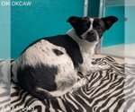 Small Chihuahua Mix
