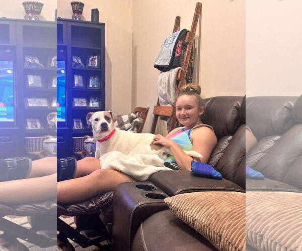 Medium Photo #3 American Pit Bull Terrier-Unknown Mix Puppy For Sale in Germantown, OH, USA