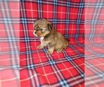 Small #2 Shorkie Tzu