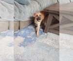 Small #2 Labrador Retriever Mix