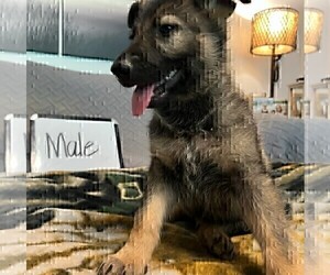 German Shepherd Dog Puppy for Sale in LOGAN, Ohio USA