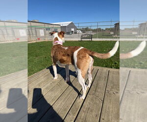 Rose - Female American Staffordshire Terrier-Unknown Mix Dog for Adoption - Photo #4