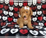 Small #6 Aussiedoodle Miniature 