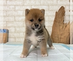 Small Photo #9 Shiba Inu Puppy For Sale in SEATAC, WA, USA