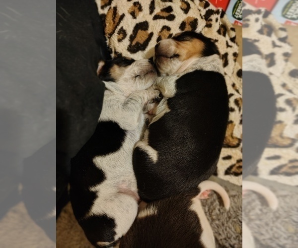 Medium Photo #6 Beagle Puppy For Sale in BOWLING GREEN, MO, USA