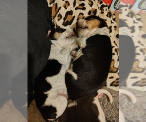 Medium Beagle