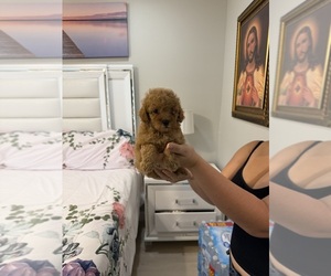 Poodle (Toy) Puppy for sale in TAMPA, FL, USA
