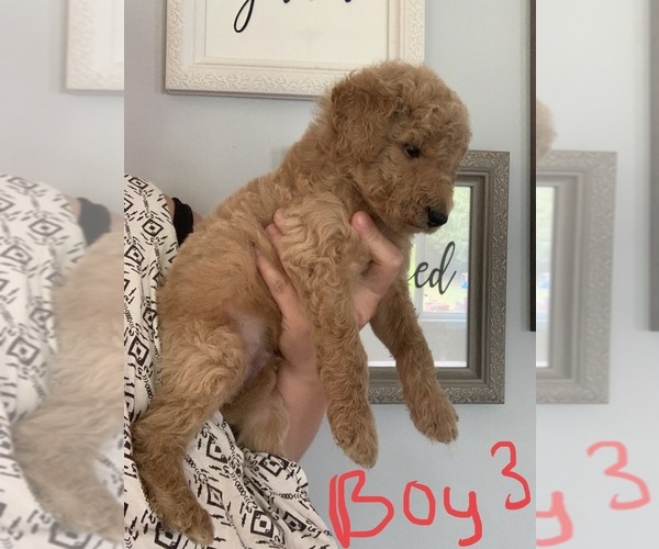 Medium Photo #8 Goldendoodle Puppy For Sale in MONTICELLO, IN, USA