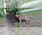 Small #15 Bullmastiff