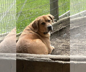 Labrador Retriever-Unknown Mix Dogs for adoption in Mouth Of Wilson, VA, USA