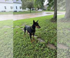 Doberman Pinscher Dogs for adoption in Buffalo, MN, USA