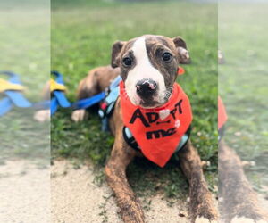 American Pit Bull Terrier-Unknown Mix Dogs for adoption in Germantown, OH, USA