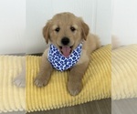 Small Photo #2 Goldendoodle-Pyrenean Shepherd Mix Puppy For Sale in SAPULPA, OK, USA