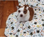 Small Photo #1 Chihuahua Puppy For Sale in RUSTBURG, VA, USA