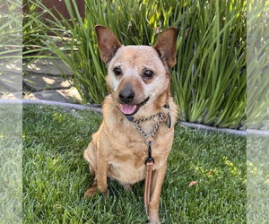Mutt Dogs for adoption in Santa Clara, CA, USA