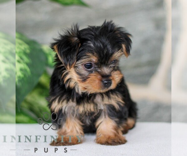 Medium Photo #2 Yorkshire Terrier Puppy For Sale in LITITZ, PA, USA
