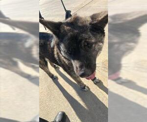 Akita-Chow Chow Mix Dogs for adoption in Houston, TX, USA