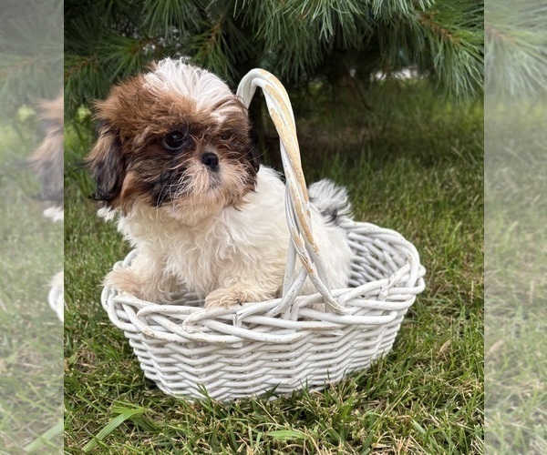 Medium Photo #2 Shih Tzu Puppy For Sale in MIDDLEBURY, IN, USA