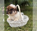 Small #1 Shih Tzu