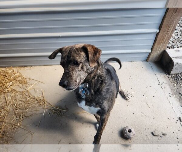 Medium Photo #5 Labrador Retriever-Mountain Cur Mix Puppy For Sale in Woodsfield, OH, USA