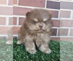 Small #17 Pomeranian