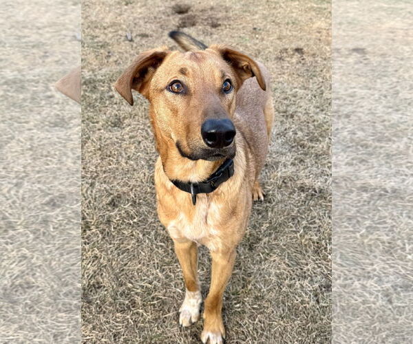 Medium Photo #7 Mutt Puppy For Sale in Sandy, UT, USA