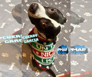 Mutt Dogs for adoption in Binghamton, NY, USA