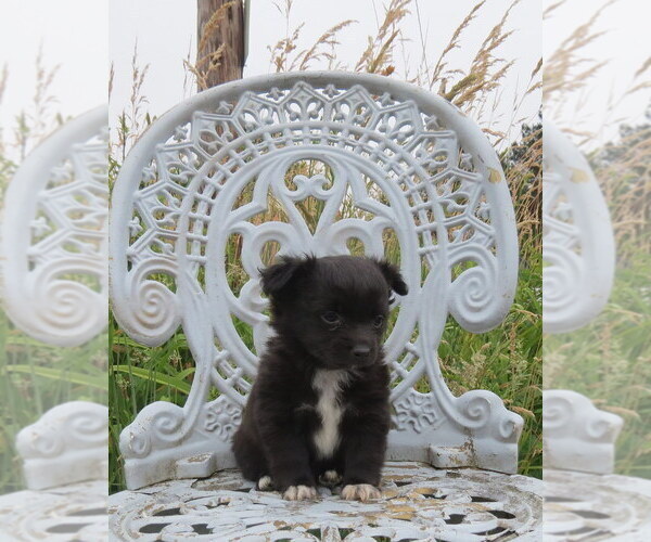 Medium Photo #37 Chihuahua Puppy For Sale in HAYES, VA, USA