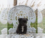 Small #36 Chihuahua
