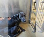 Found stray: Voodoo - Male Mutt Dog for Adoption - Small photo