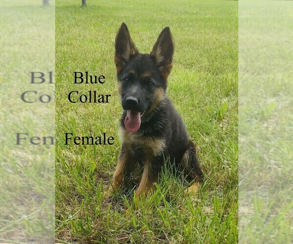 Medium Photo #1 German Shepherd Dog Puppy For Sale in HILHAM, TN, USA