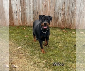 Mother of the Rottweiler puppies born on 05/25/2025