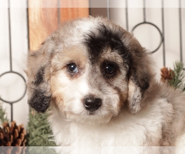 Medium Photo #13 Poochon Puppy For Sale in NAPLES, FL, USA