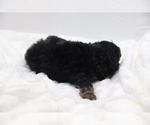 Small #23 Cockapoo