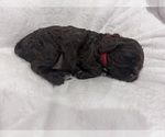 Small Photo #9 Cockapoo (Miniature) Puppy For Sale in BLUE MOUNTAIN, MS, USA