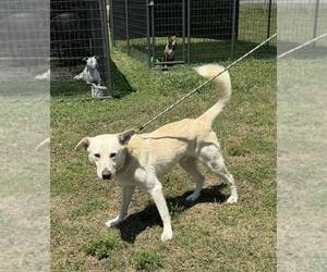 Mutt Dogs for adoption in Abbeville, LA, USA